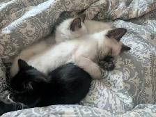 Traditional Thai (Apple Head) Siamese/Manx Kittens Available! - Photo 2