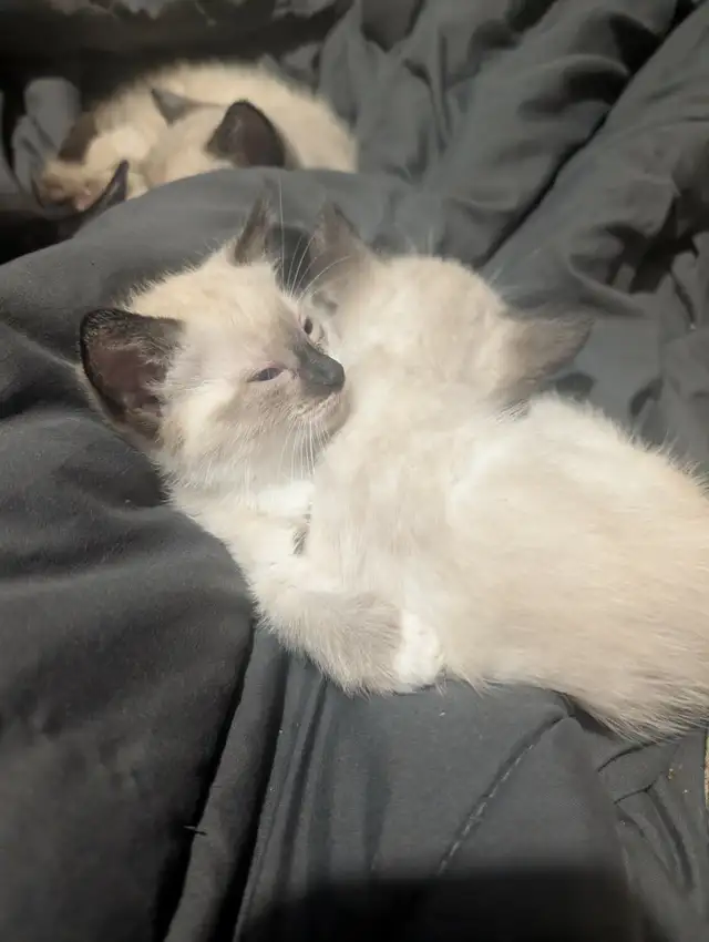 Traditional Thai (Apple Head) Siamese/Manx Kittens Available! - Photo 3