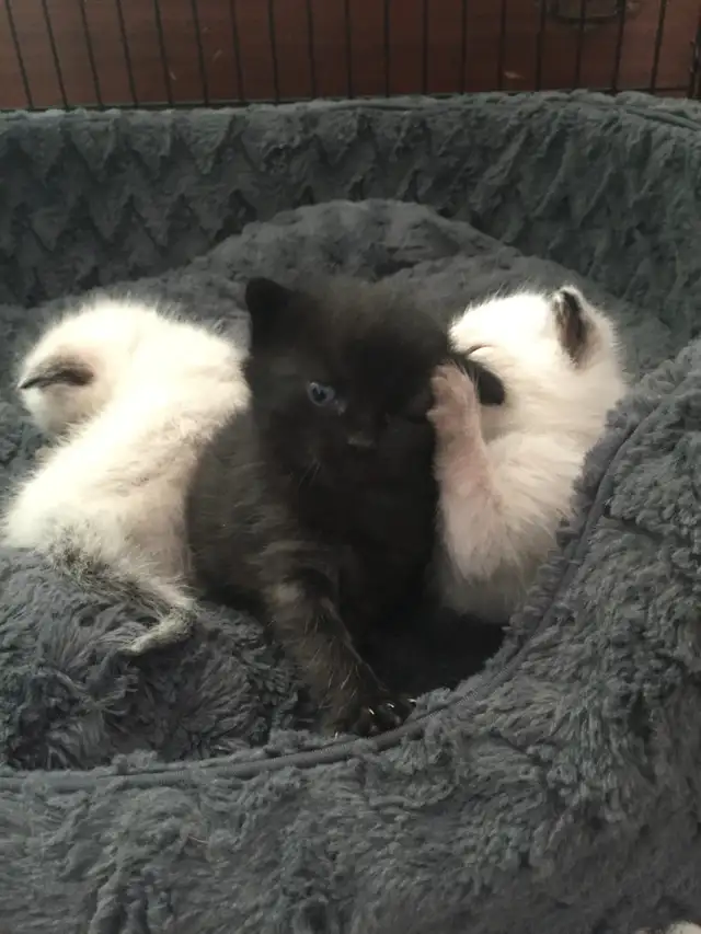 Traditional Thai (Apple Head) Siamese/Manx Kittens Available! - Photo 4