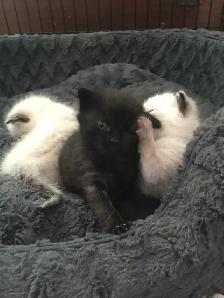 Traditional Thai (Apple Head) Siamese/Manx Kittens Available! - Photo 4