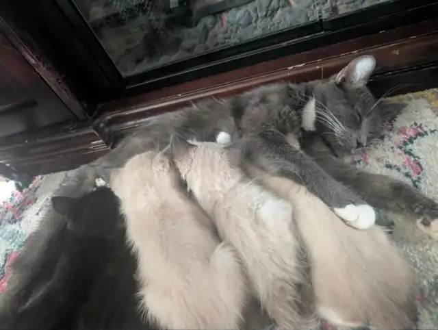 Traditional Thai (Apple Head) Siamese/Manx Kittens Available! - Photo 5