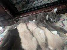 Traditional Thai (Apple Head) Siamese/Manx Kittens Available! - Photo 5