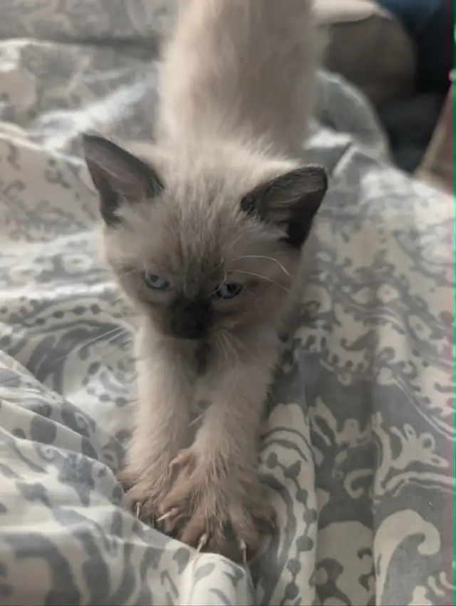 Traditional Thai (Apple Head) Siamese/Manx Kittens Available! - Photo 6