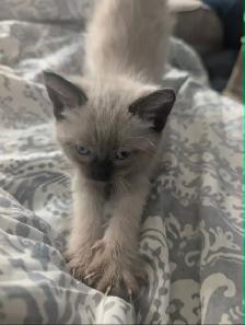 Traditional Thai (Apple Head) Siamese/Manx Kittens Available! - Photo 6