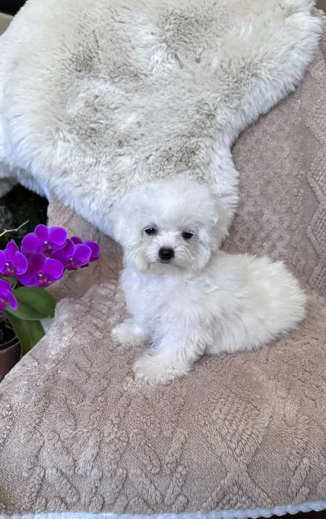 Tiny Bichon Frise Puppies – Teddy Bear Face, Sweet Temperament