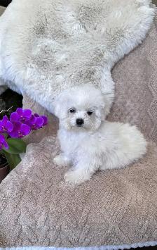 Tiny Bichon Frise Puppies – Teddy Bear Face, Sweet Temperament