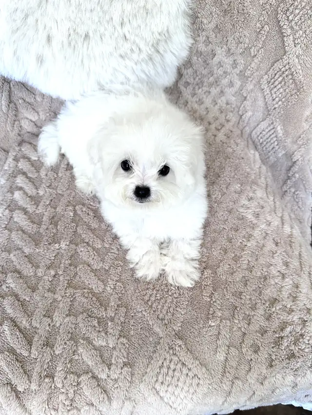 Tiny Bichon Frise Puppies – Teddy Bear Face, Sweet Temperament - Photo 2