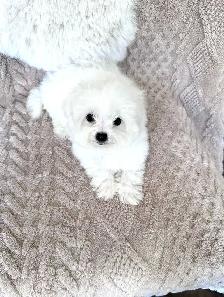 Tiny Bichon Frise Puppies – Teddy Bear Face, Sweet Temperament - Photo 2