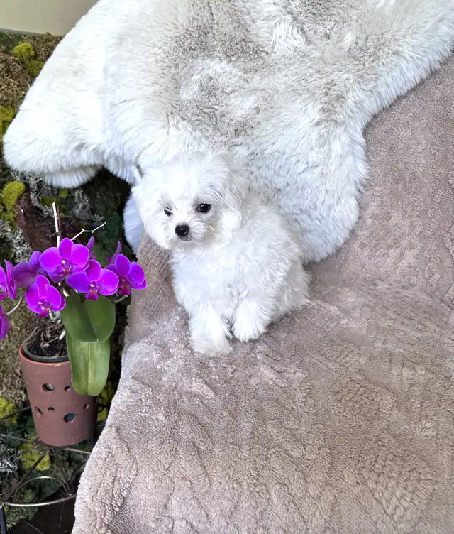 Tiny Bichon Frise Puppies – Teddy Bear Face, Sweet Temperament - Photo 3