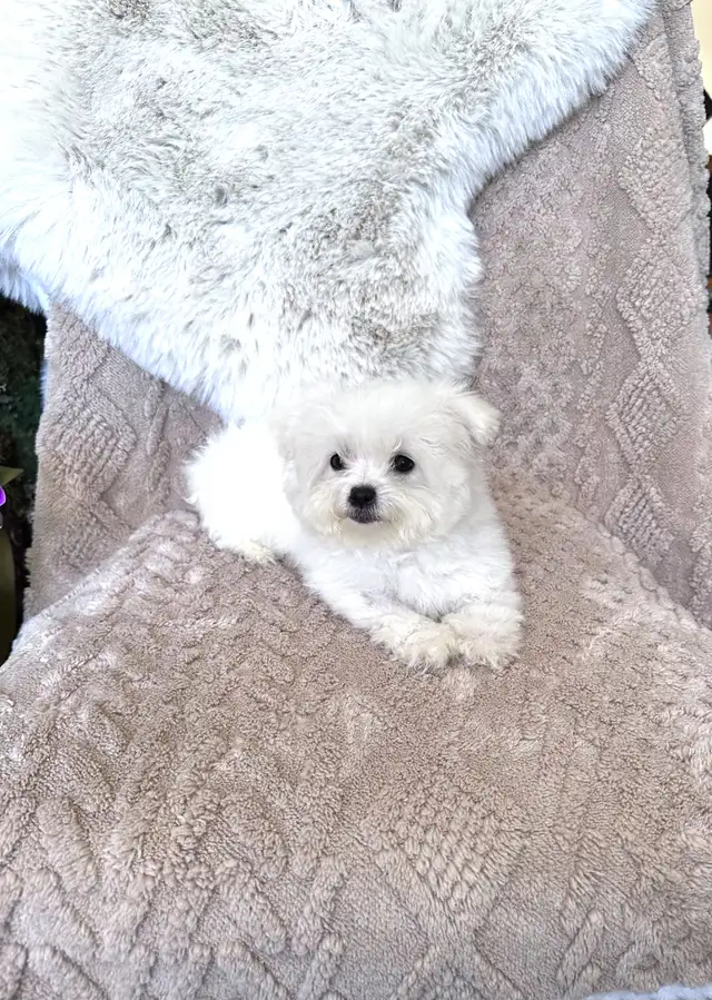 Tiny Bichon Frise Puppies – Teddy Bear Face, Sweet Temperament - Photo 4