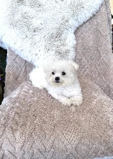 Tiny Bichon Frise Puppies – Teddy Bear Face, Sweet Temperament - Photo 4