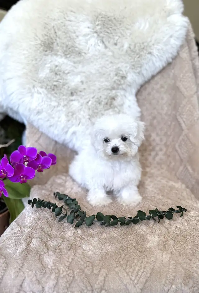 Tiny Bichon Frise Puppies – Teddy Bear Face, Sweet Temperament - Photo 5