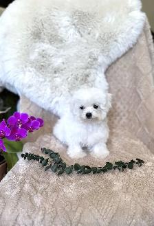 Tiny Bichon Frise Puppies – Teddy Bear Face, Sweet Temperament - Photo 5
