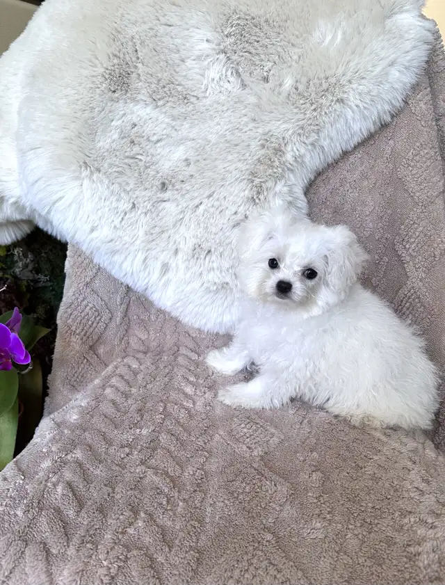 Tiny Bichon Frise Puppies – Teddy Bear Face, Sweet Temperament - Photo 6