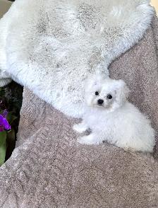 Tiny Bichon Frise Puppies – Teddy Bear Face, Sweet Temperament - Photo 6