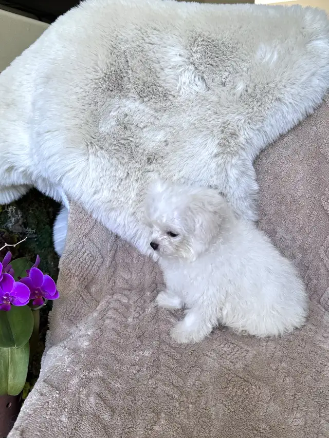 Tiny Bichon Frise Puppies – Teddy Bear Face, Sweet Temperament - Photo 7