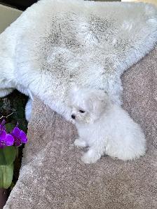 Tiny Bichon Frise Puppies – Teddy Bear Face, Sweet Temperament - Photo 7
