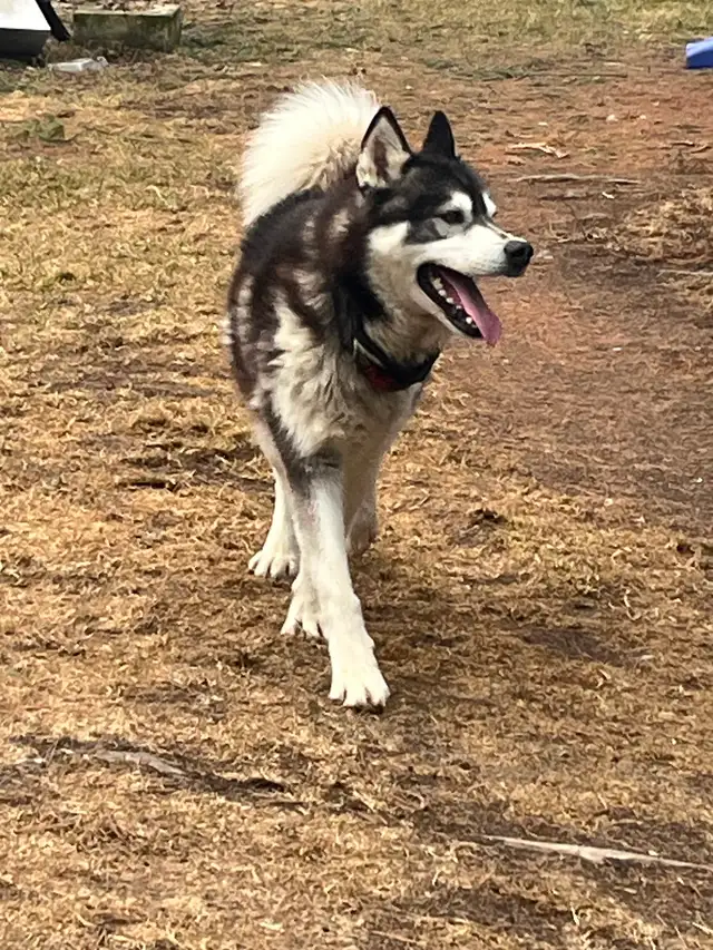 2 Jeune husky