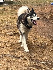 2 Jeune husky