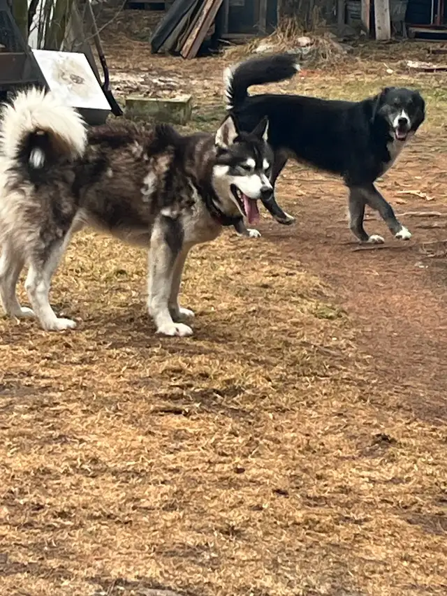 2 Jeune husky - Photo 2