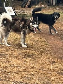 2 Jeune husky - Photo 2