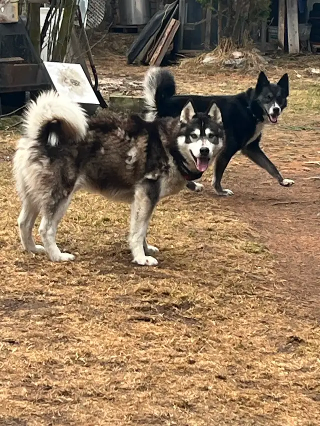 2 Jeune husky - Photo 3