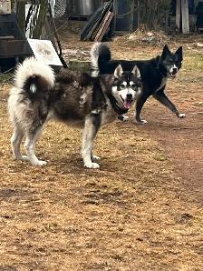 2 Jeune husky - Photo 3