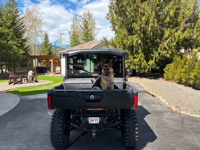 German Shepherd 8 months old