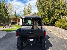 German Shepherd 8 months old