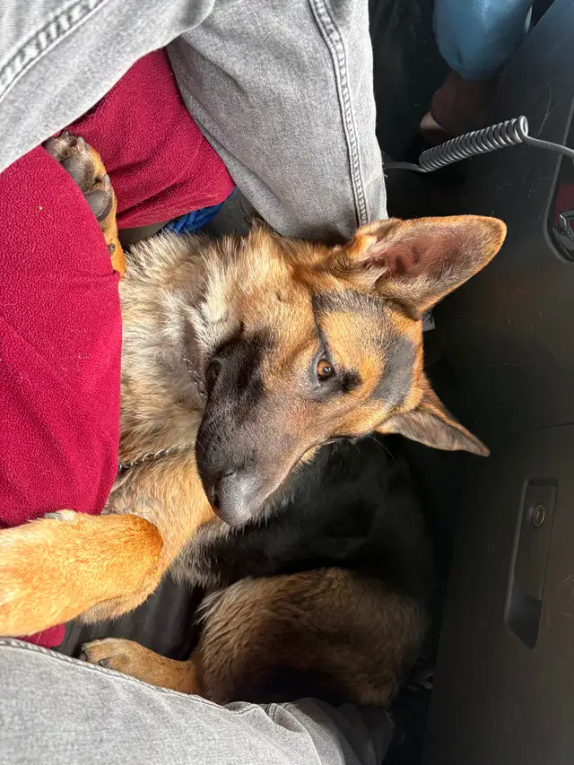 German Shepherd 8 months old - Photo 2