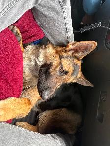 German Shepherd 8 months old - Photo 2