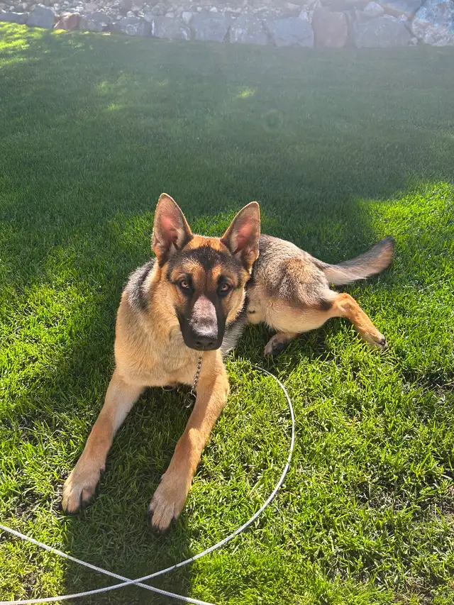 German Shepherd 8 months old - Photo 3