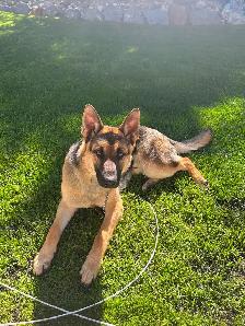 German Shepherd 8 months old - Photo 3