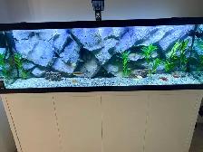 Aquarium 3-D background