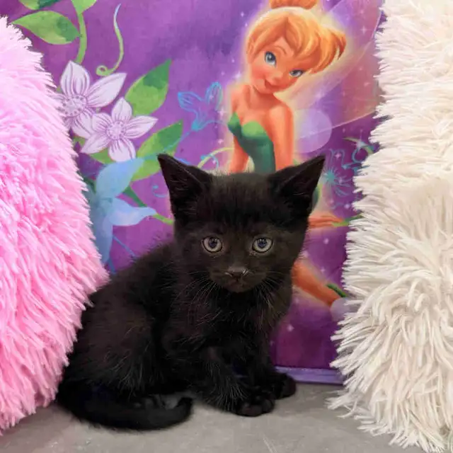 Adorable kittens ⭐️ (416) 637-5990 Only one Left