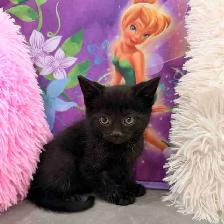 Adorable kittens ⭐️ (416) 637-5990 Only one Left