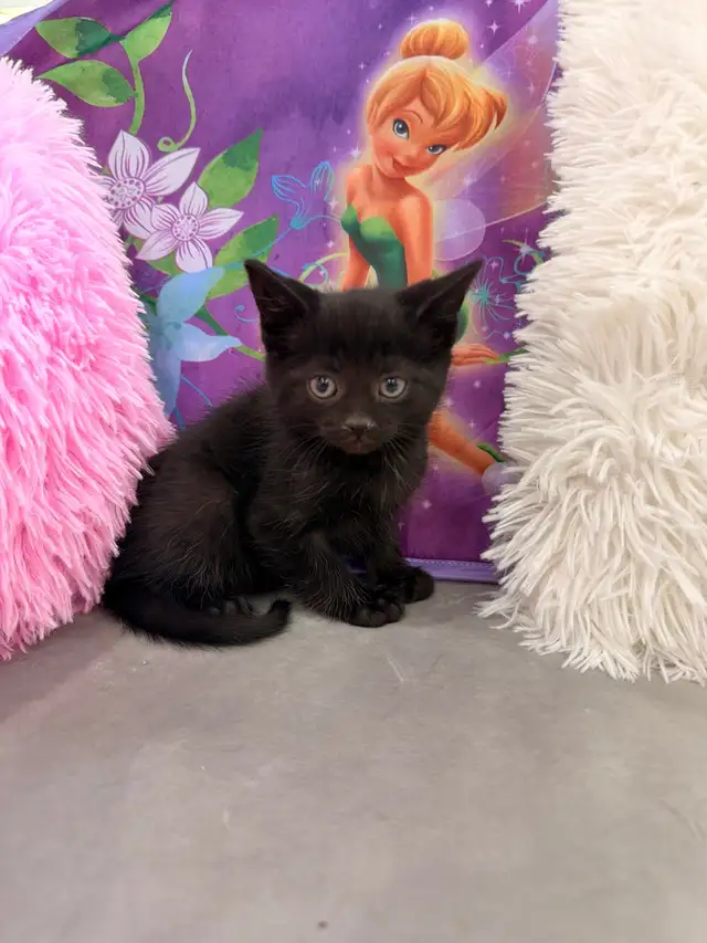 Adorable kittens ⭐️ (416) 637-5990 Only one Left - Photo 3