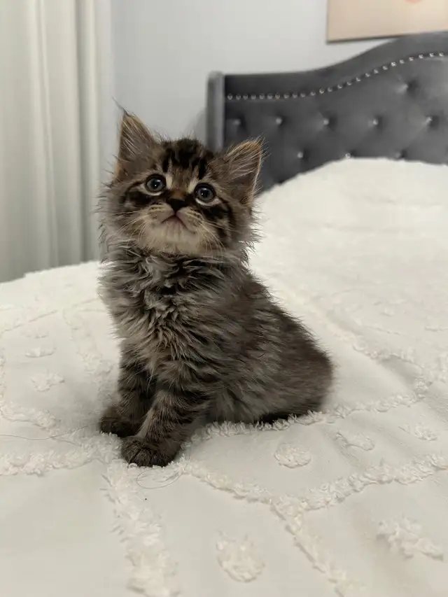 ♡ Siberian Kitten  ♡ health card   sample food ❤️ - Photo 3