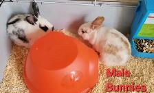 New Zealand/Rex/Harlequin Bunnies