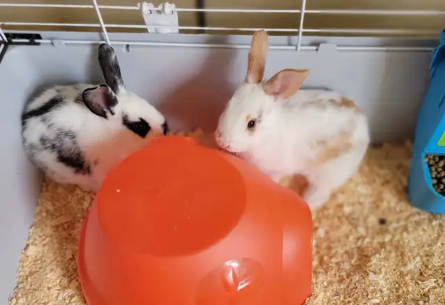 New Zealand/Rex/Harlequin Bunnies - Photo 2