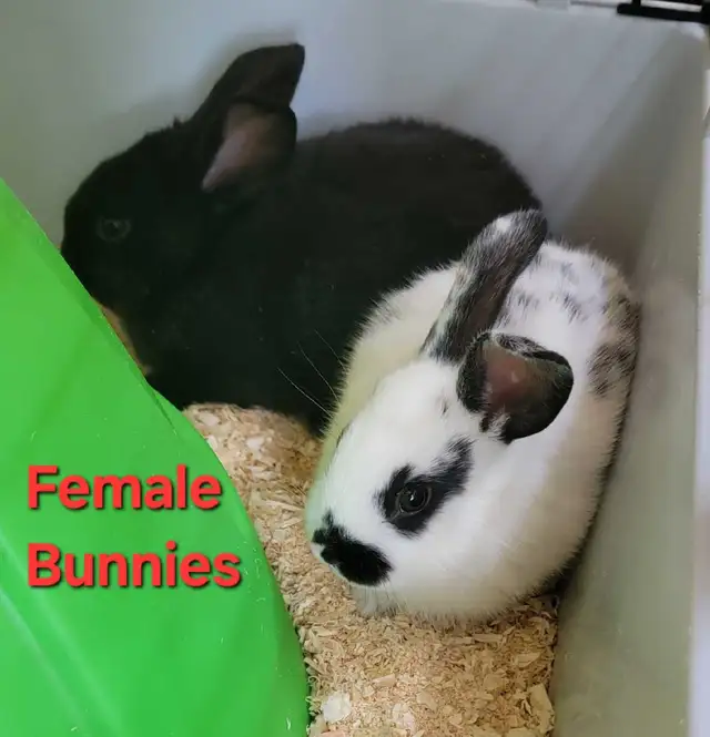 New Zealand/Rex/Harlequin Bunnies - Photo 3