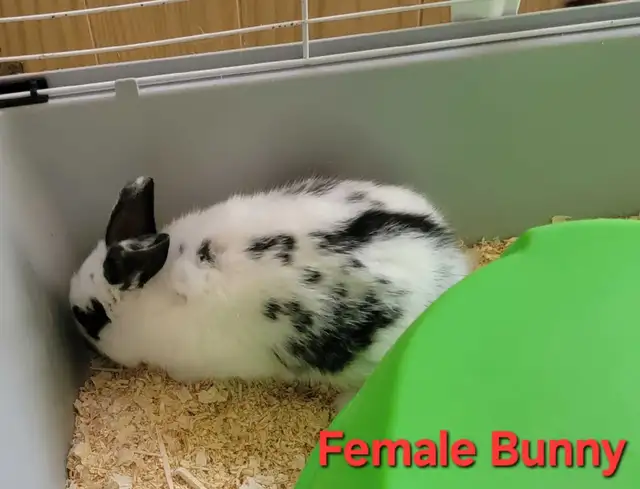 New Zealand/Rex/Harlequin Bunnies - Photo 4