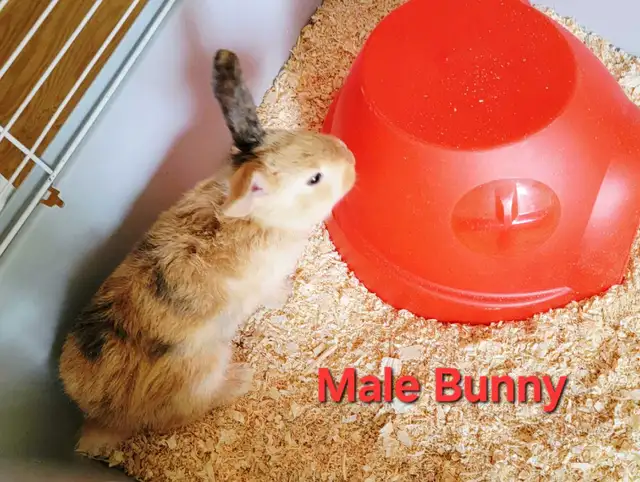 New Zealand/Rex/Harlequin Bunnies - Photo 5