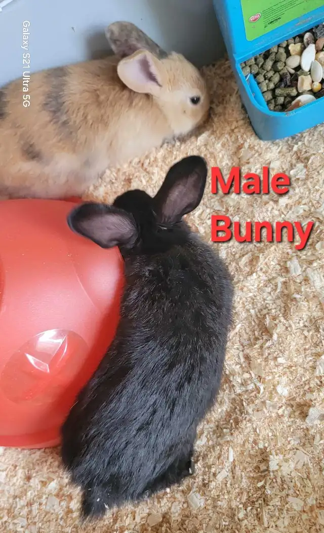 New Zealand/Rex/Harlequin Bunnies - Photo 6