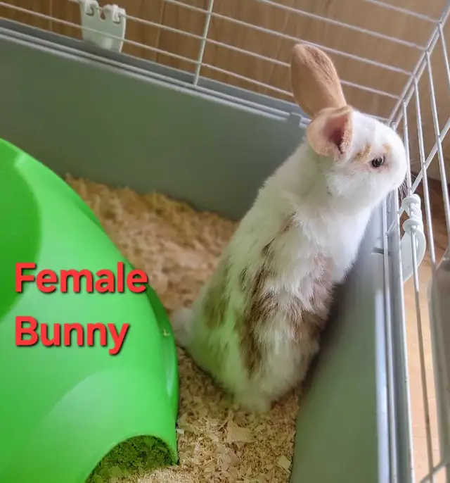 New Zealand/Rex/Harlequin Bunnies - Photo 7