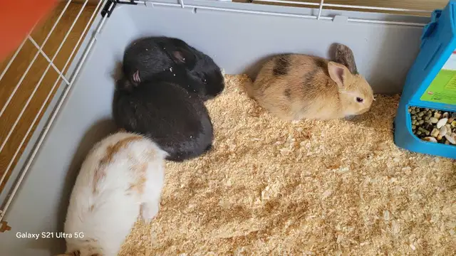 New Zealand/Rex/Harlequin Bunnies - Photo 8