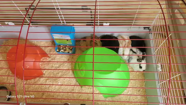 New Zealand/Rex/Harlequin Bunnies - Photo 9