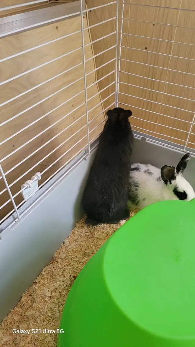 New Zealand/Rex/Harlequin Bunnies - Photo 10