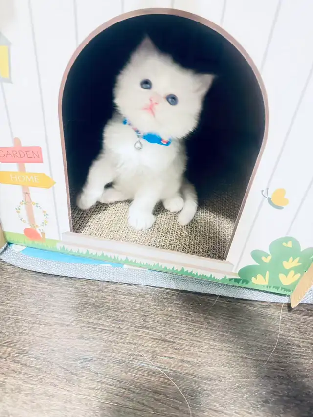 3 Adorable Male Long Hair Persian x British Short Hair Kittens