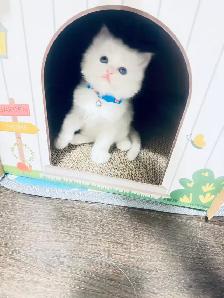 3 Adorable Male Long Hair Persian x British Short Hair Kittens